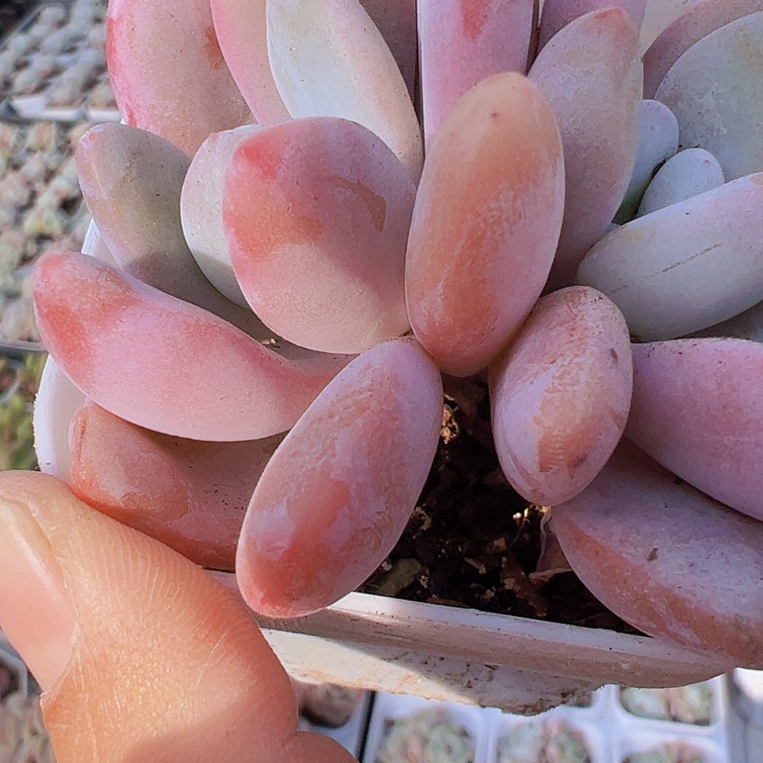 双头粉兔19包邮多肉植物