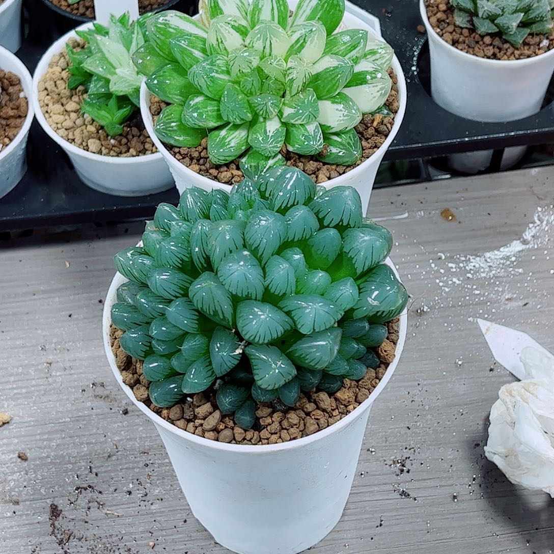 冰灯母本苏州玉露