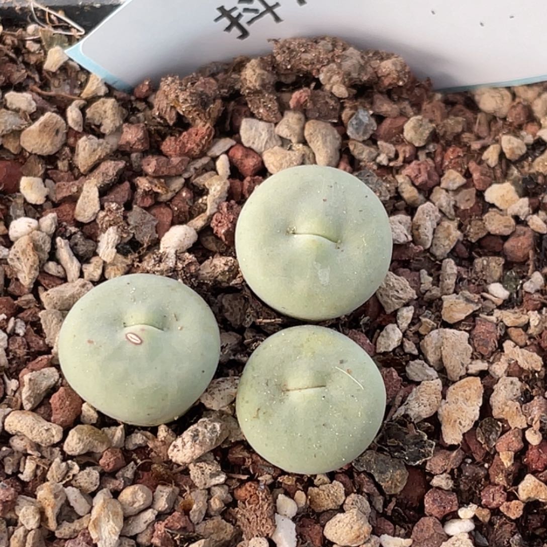 7-38嘴多肉植物肉锥