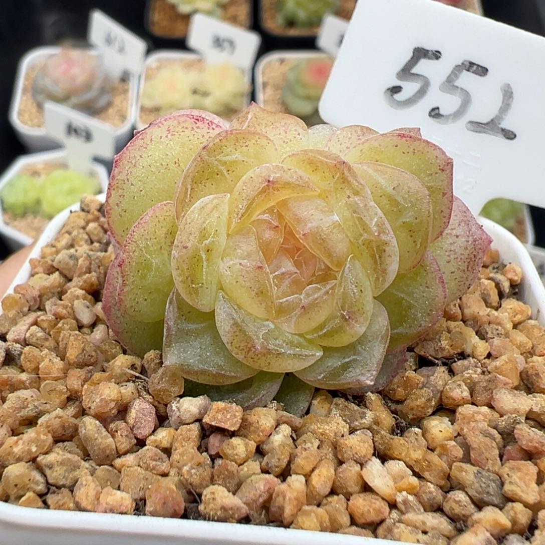 552号青竹 晗雨多肉