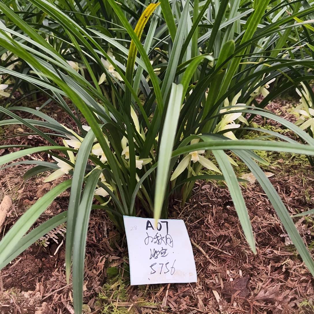 大部分花苞少量开放
