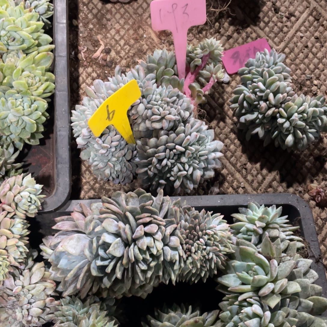 猫****星影缀化多头群生6