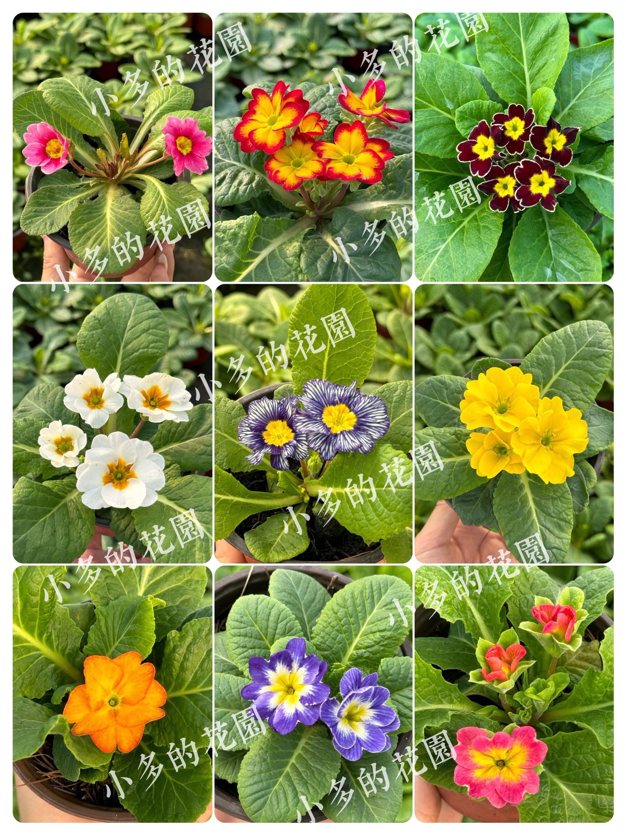 自家养殖耐寒报春花玫瑰报春四季开花带花苞室内外花卉植物