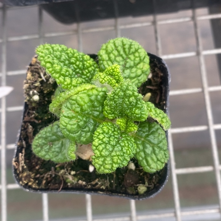 伯克利和格蕾纳等著名音乐家