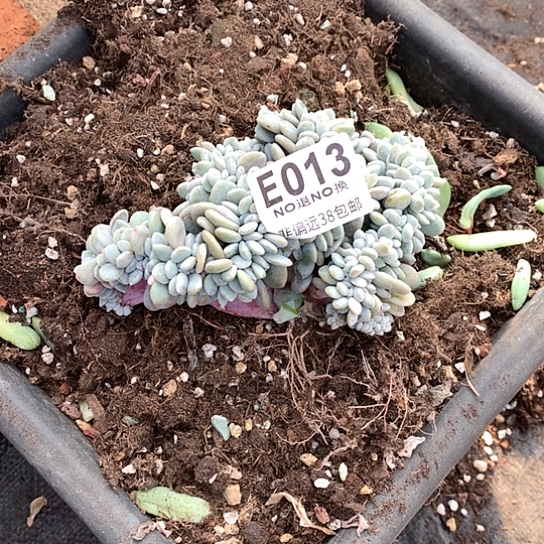 岚***美粉兔缀化 瑕疵013  亏本处理退款拉黑需延迟发货