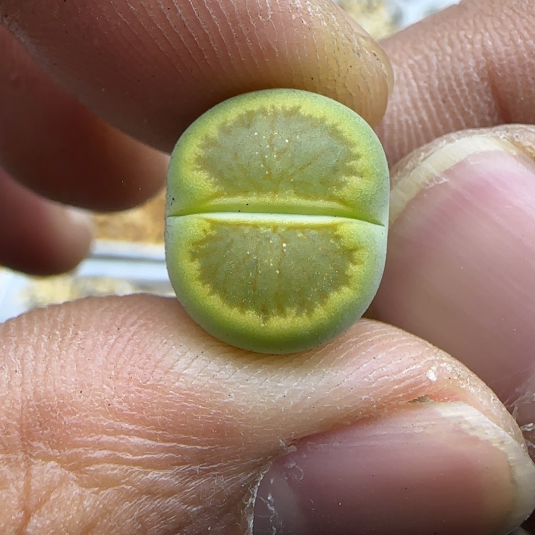 367 生石花大棚直播