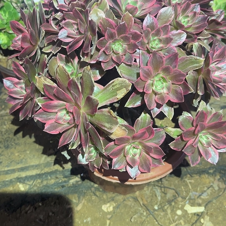 焕沙多肉法师845号