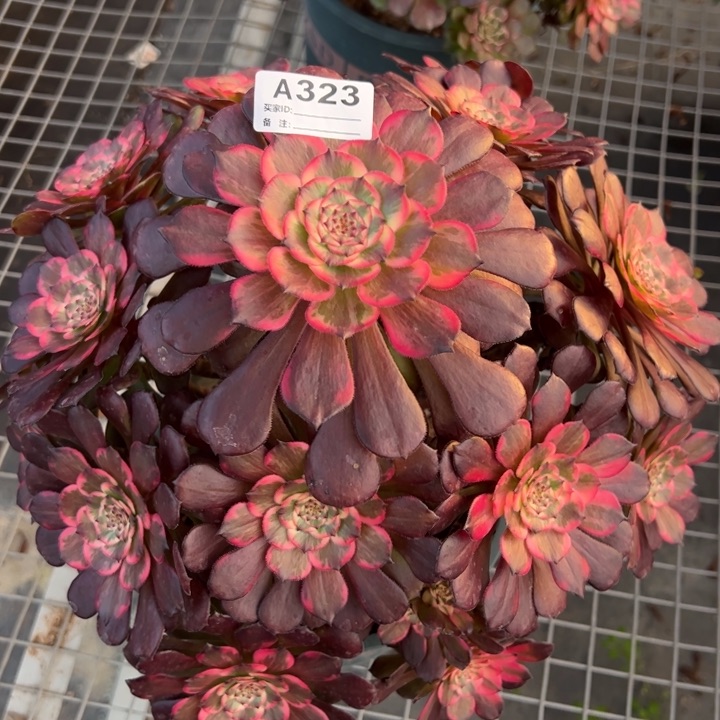 323多肉植物35厘米左右