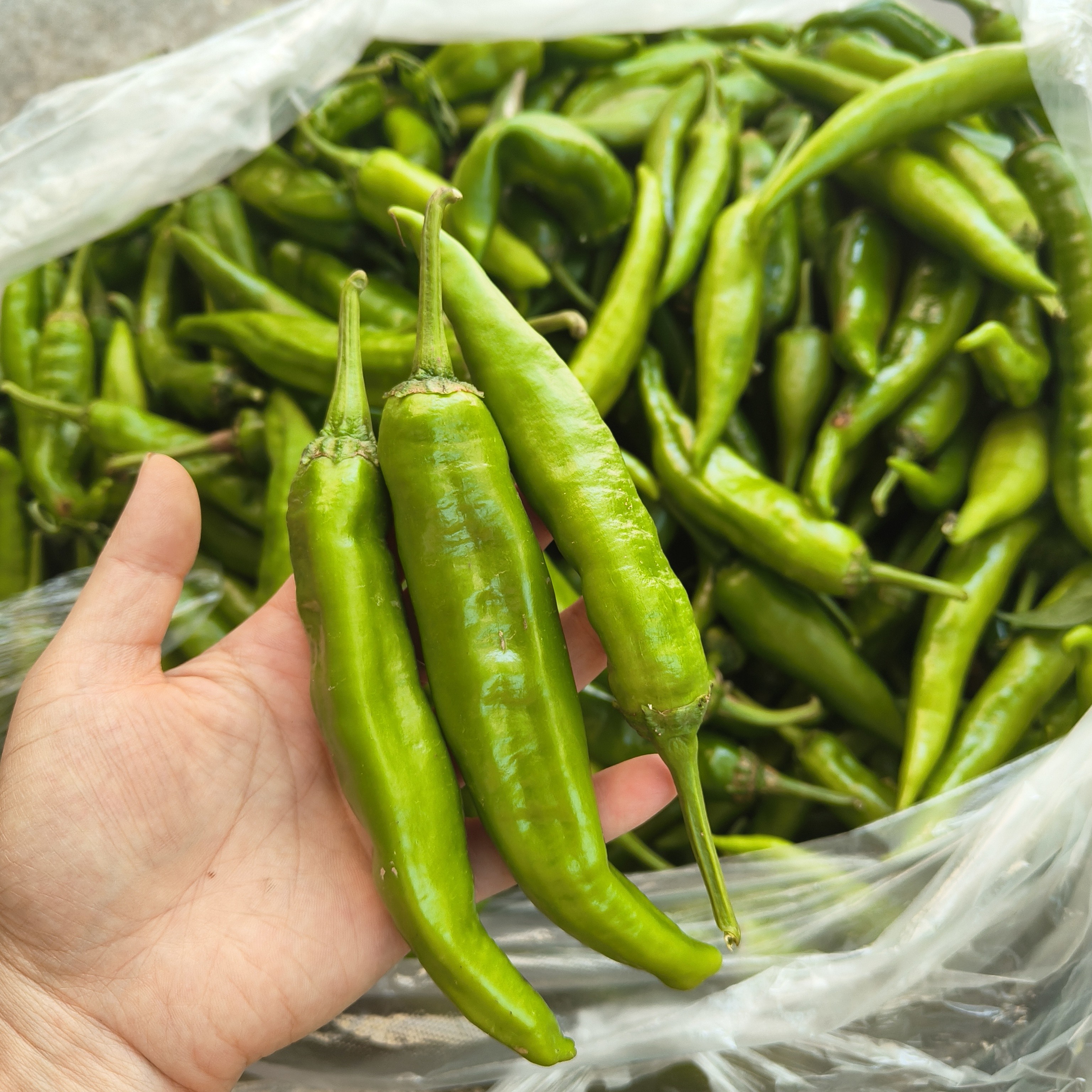 大山深处农户家种植