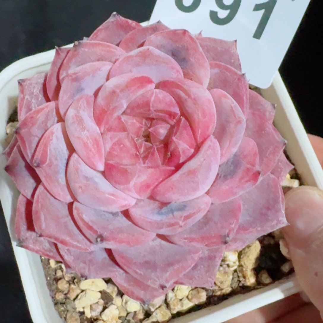 冰魄         精品多肉