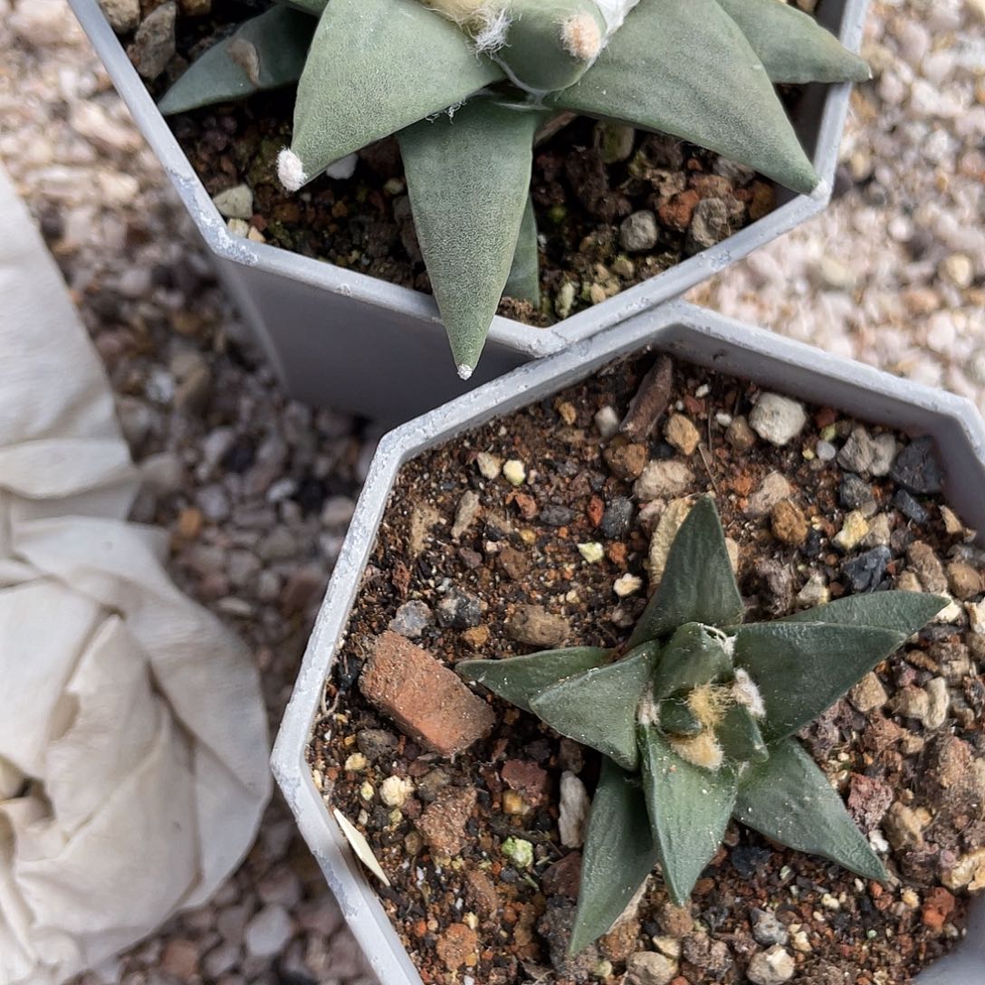 玛***卡补差福利福利福利