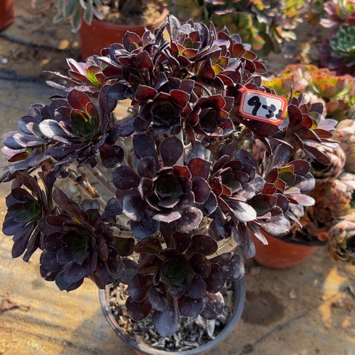 黑豆多肉植物9-32