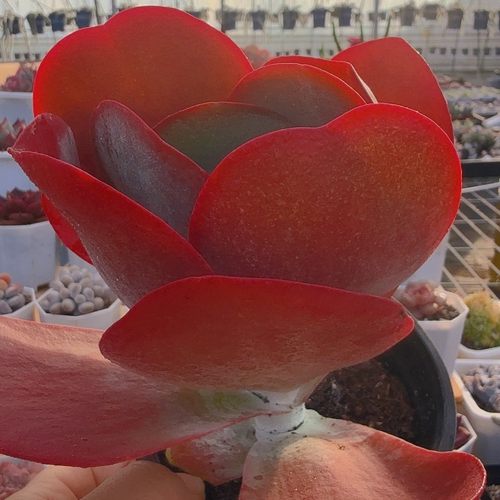 唐印（满12.9包邮）