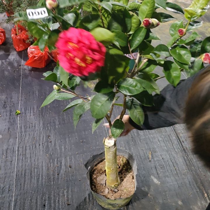 90云茶，原盆原土发货