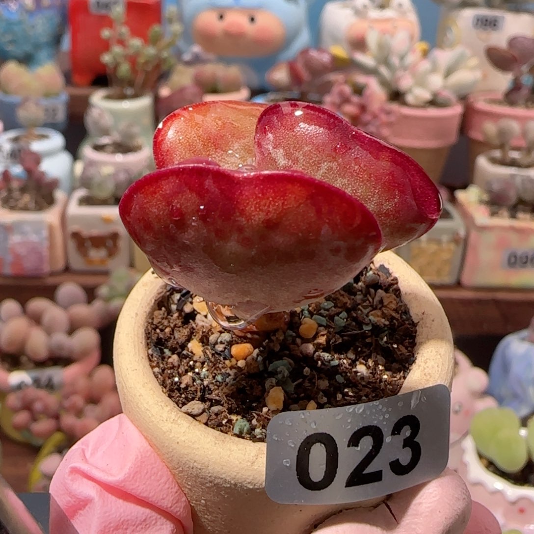 8***惜T爱心水泡盆口2.5cm