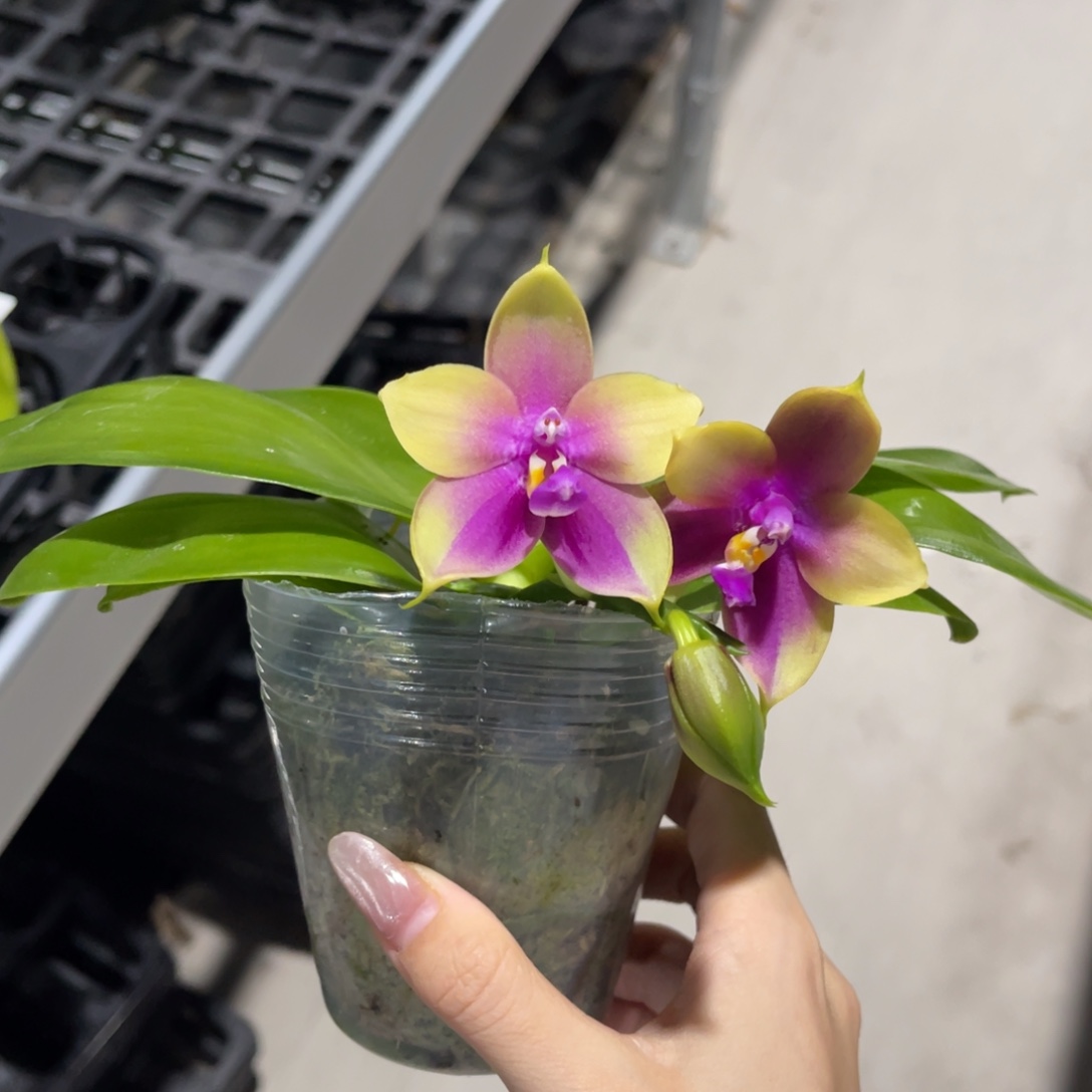 完全开放蝴蝶兰原生