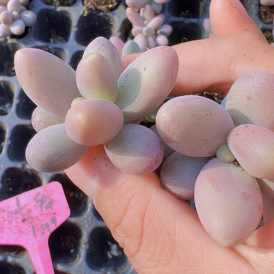 糖果美人3颗19包邮