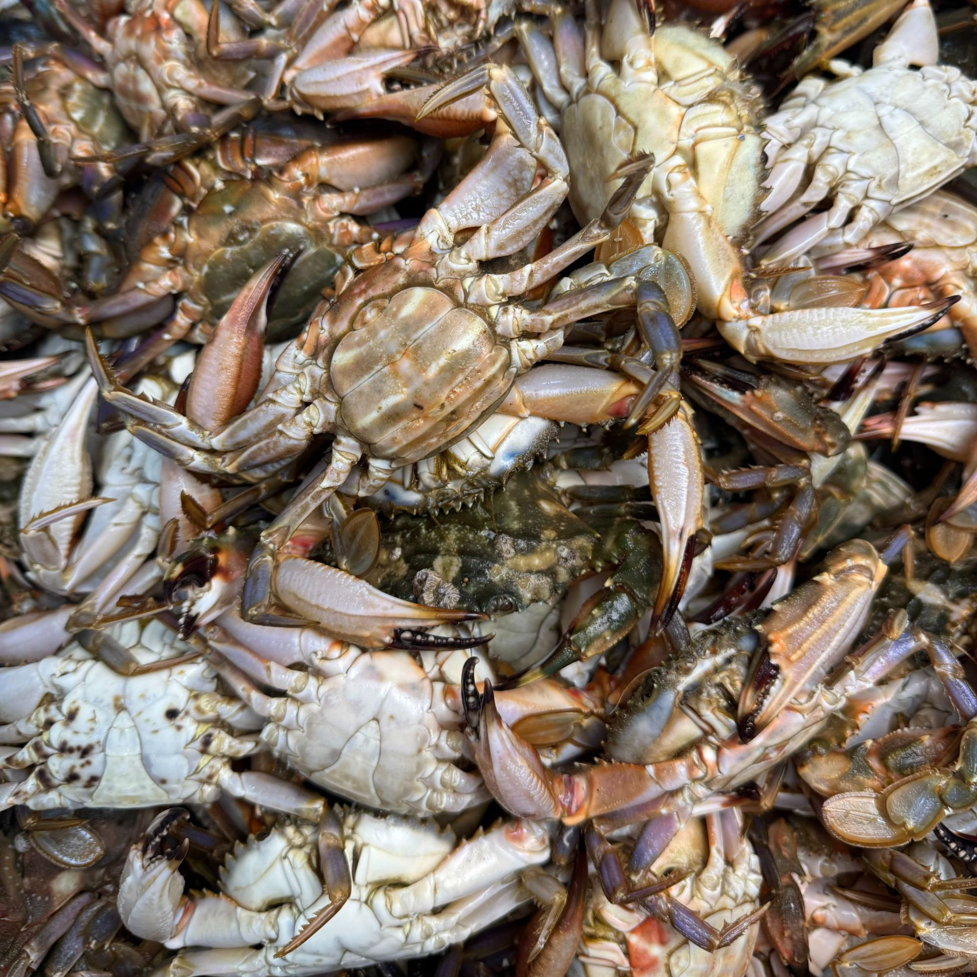 【保鲜不保活】公母混东港大花盖蟹单只1两以上一斤7/8只 石头蟹