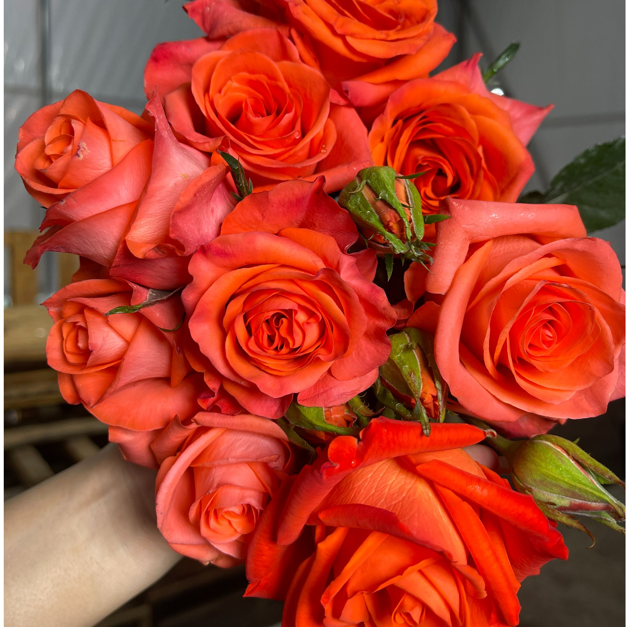 花知述园艺金色交响曲四季玫瑰月季花树苗常年开花植物阳台可养