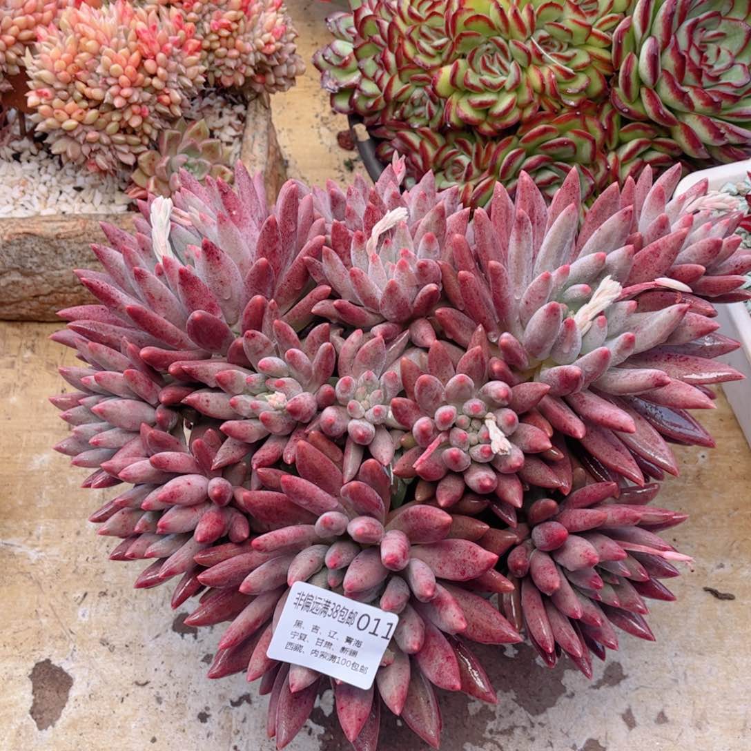 011水晶球德华多肉