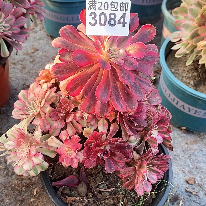 3084 一颗红铜葫法师