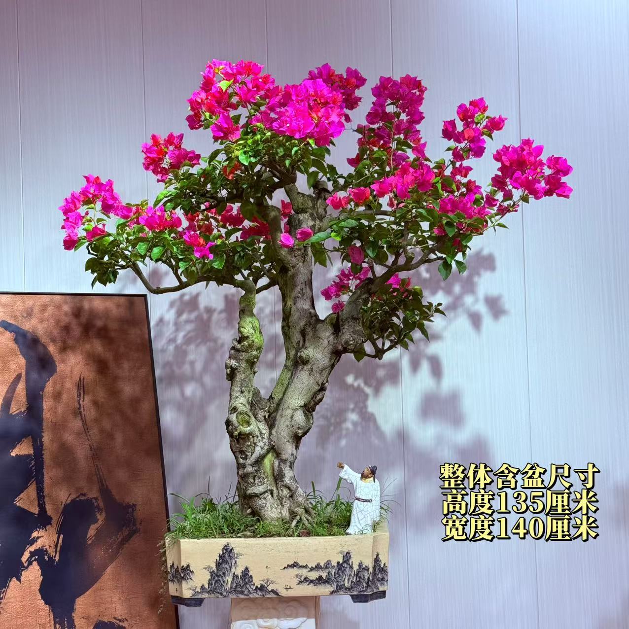 【楠山园艺】同安红三角梅盆景