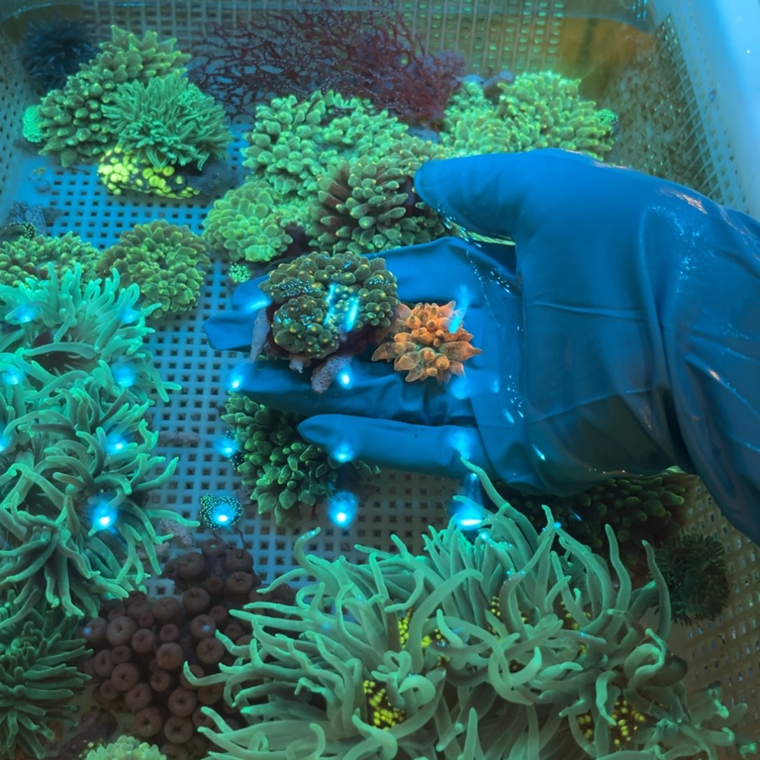 蟲***子纽扣珊瑚绿➕红111111