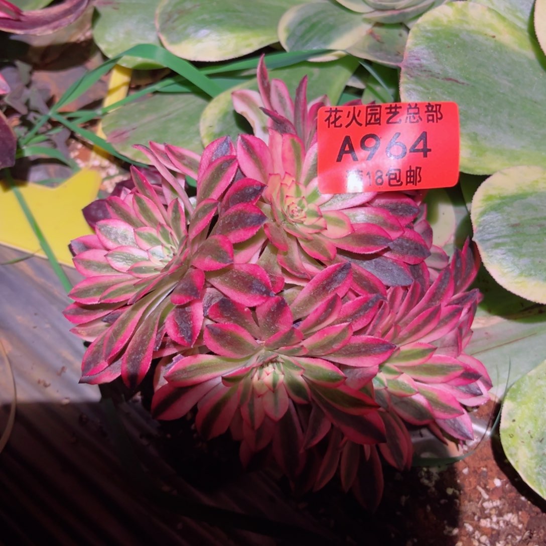 不知名964多肉植物