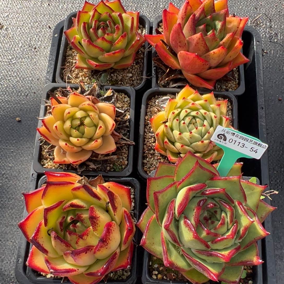 从前慢多肉精选编号0113.54