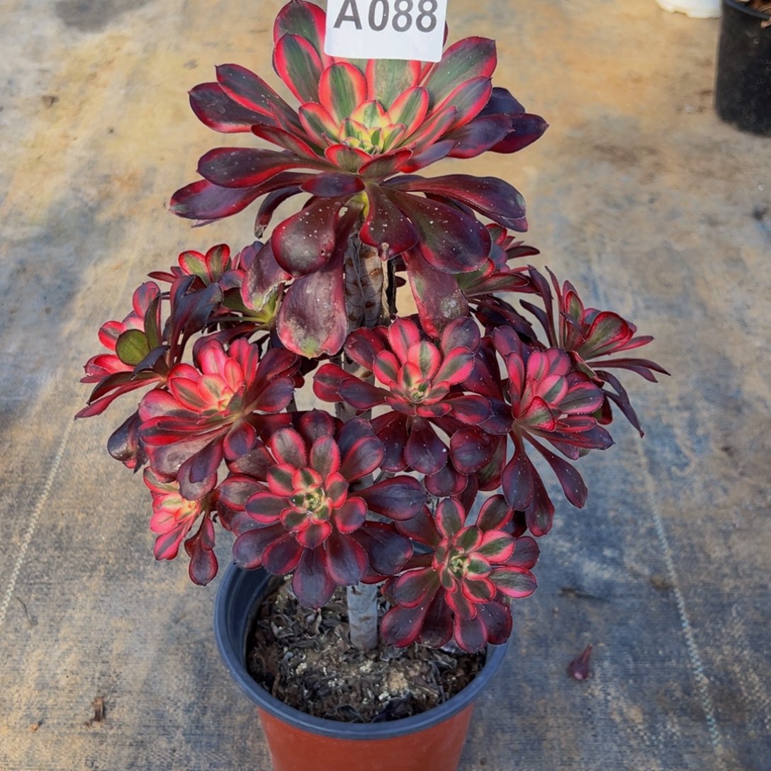 ～***～无花朵丽娜优选088