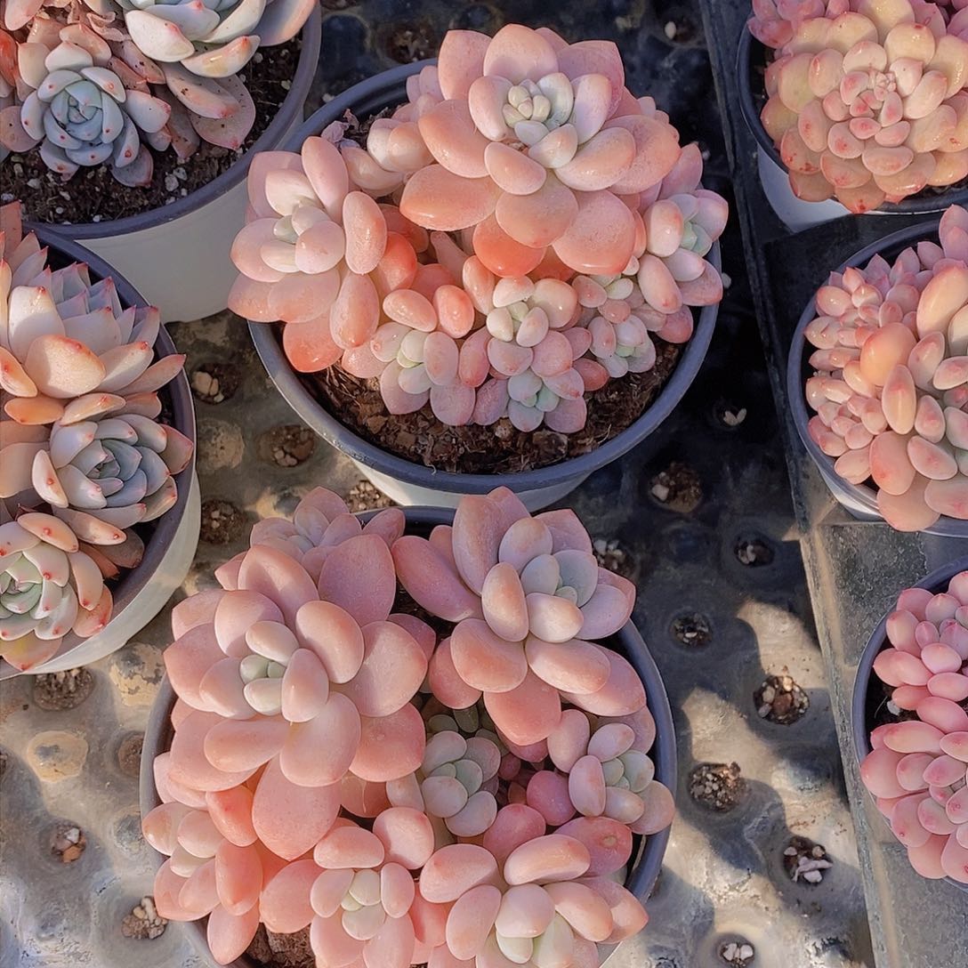 0208-大群洛神福利一颗 量拍