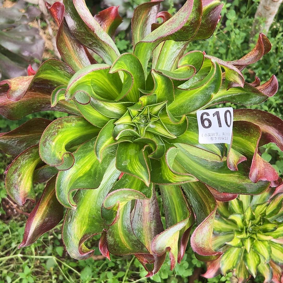 多肉植物610小冰中班