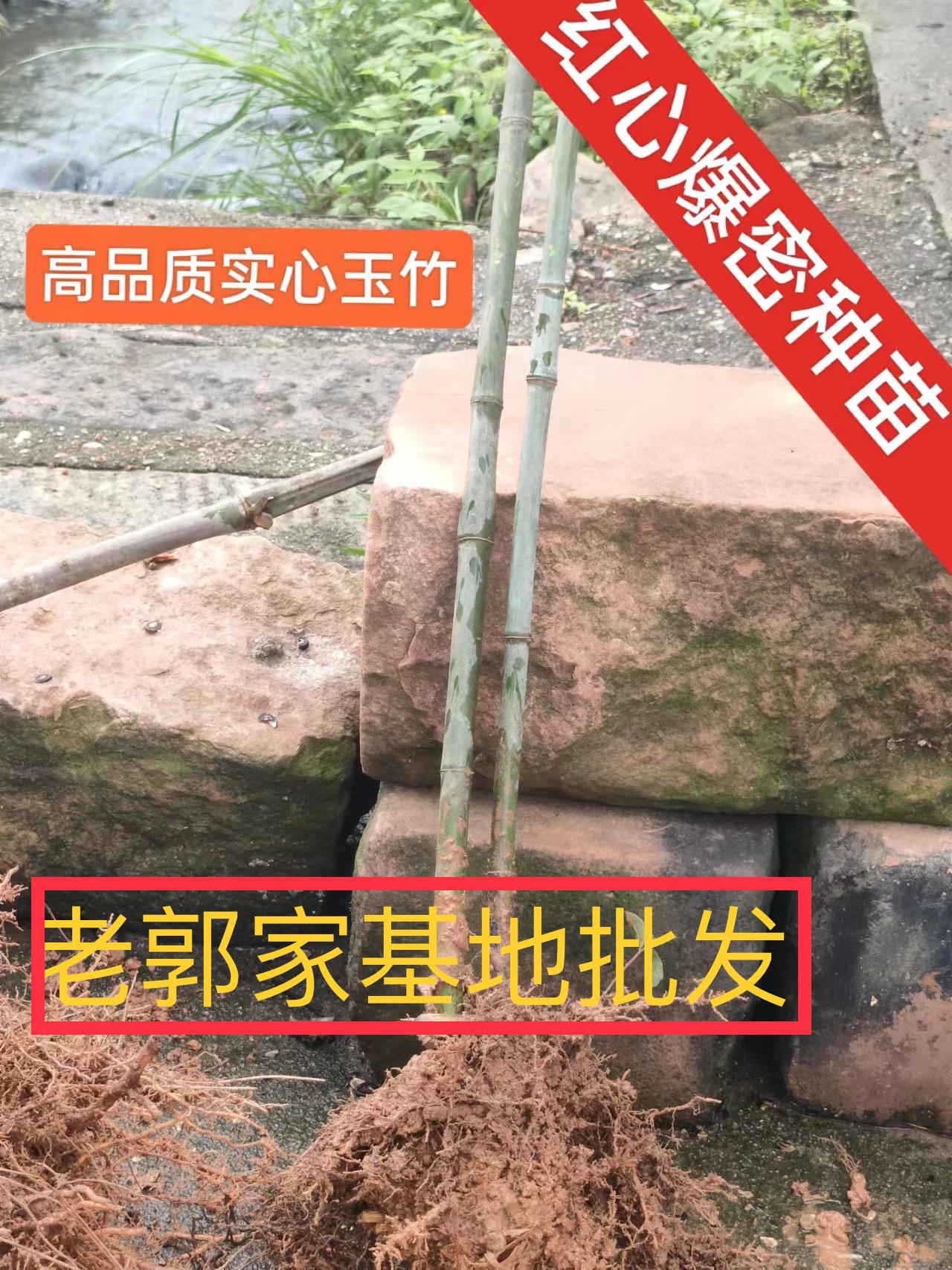 【老郭家】一棵贵在运费，适合地栽繁育，庭院观赏，成林快，价值高。