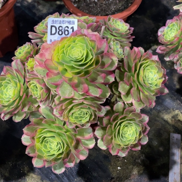 双*861奶白锦1111多肉