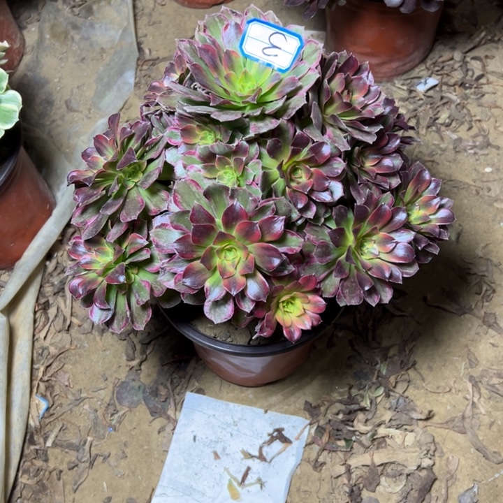 缤***甲多肉植物安娜法师3