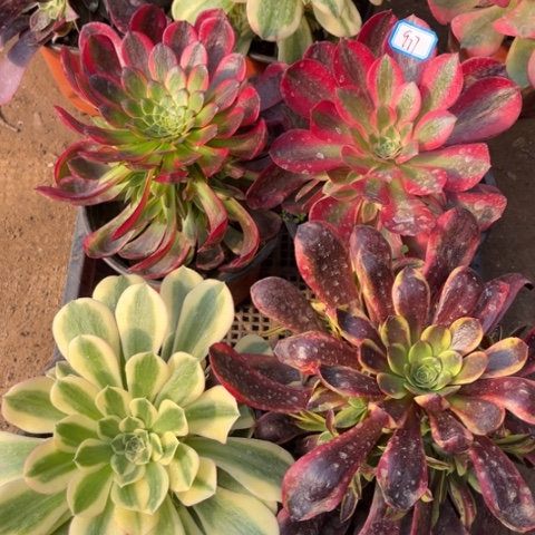 977多肉植物组合