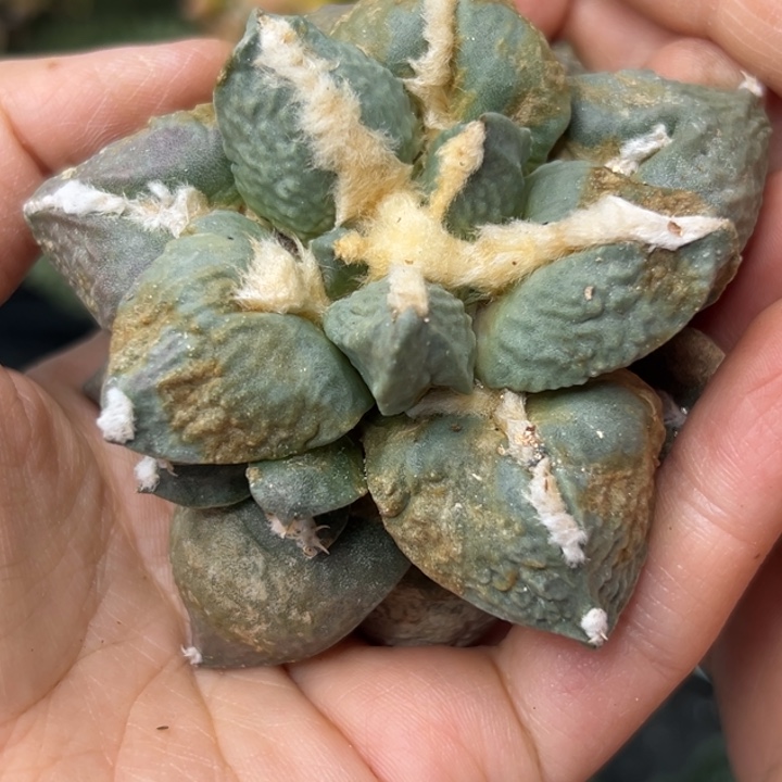 29 有根仙人球的感觉