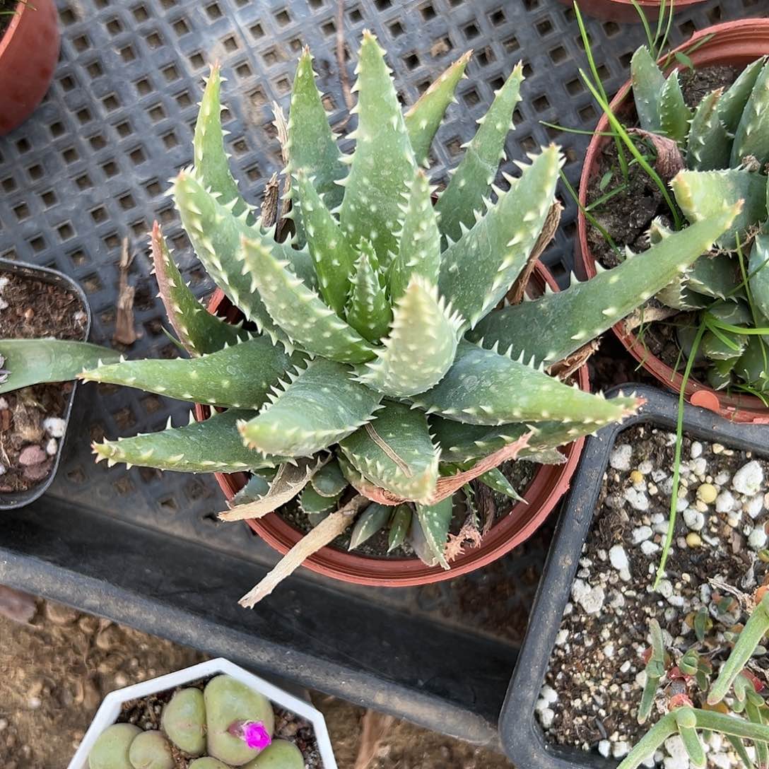 多肉植物多肉植物