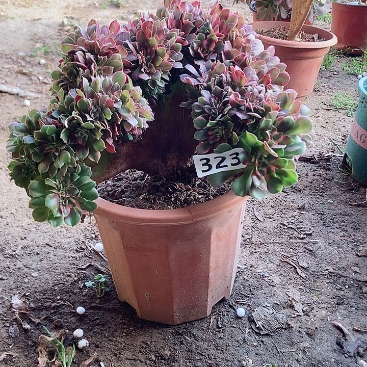 323香妃缀化老板子