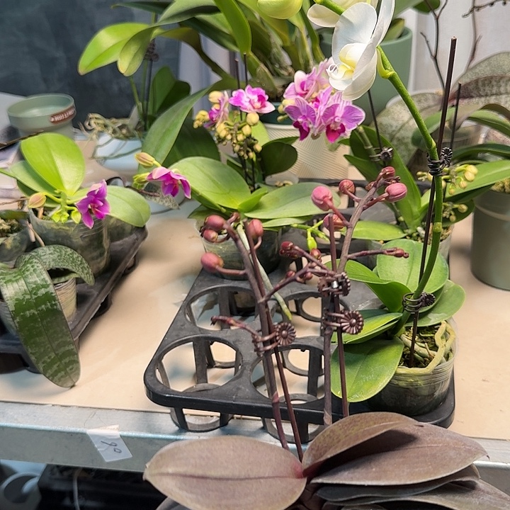 i***m大部分开放少量花苞635