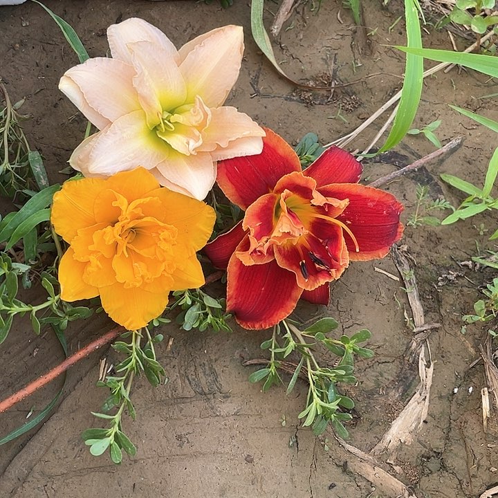 当前无花栽培后可以开花