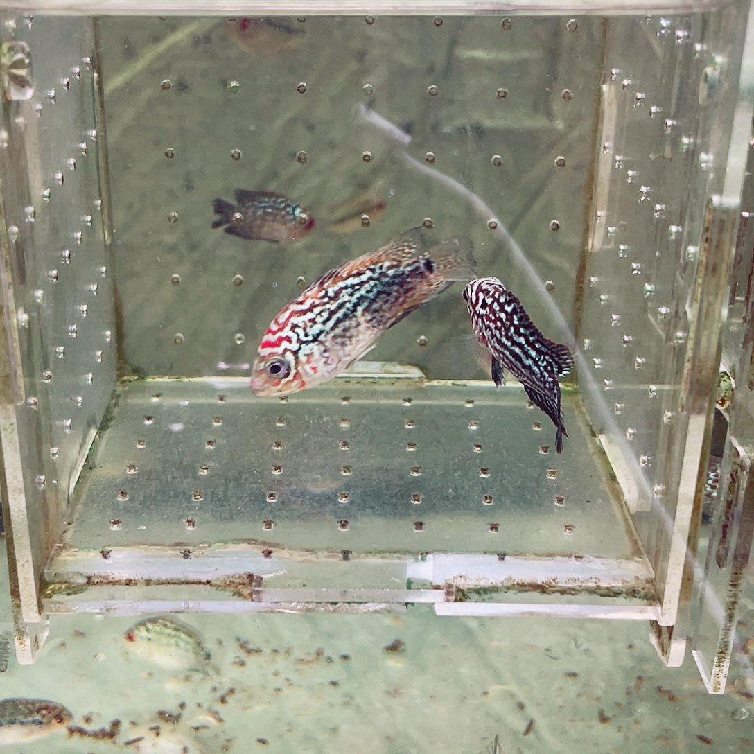 @***高罗汉鱼金花罗汉鱼苗2条