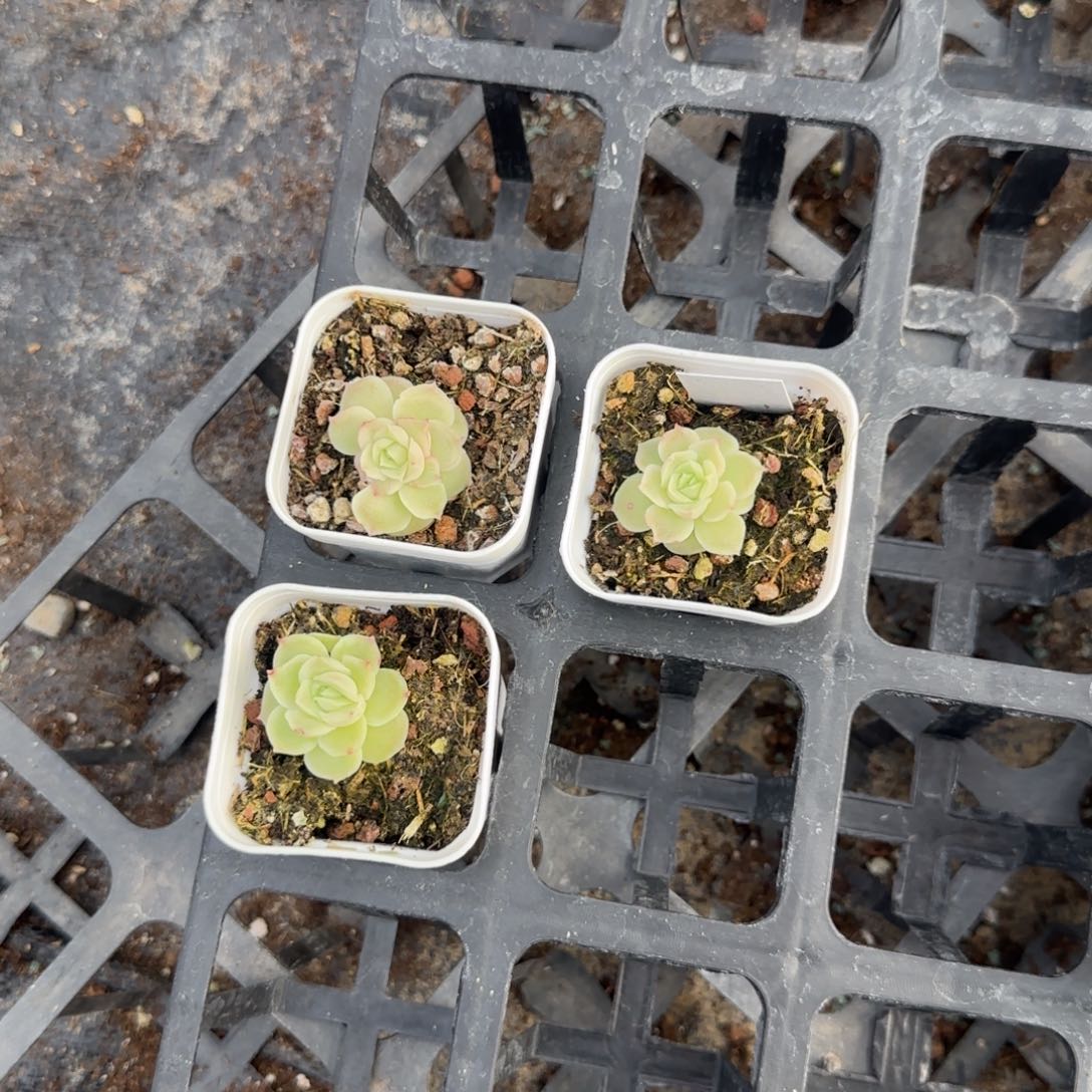 小虾饺盆一个满25包邮