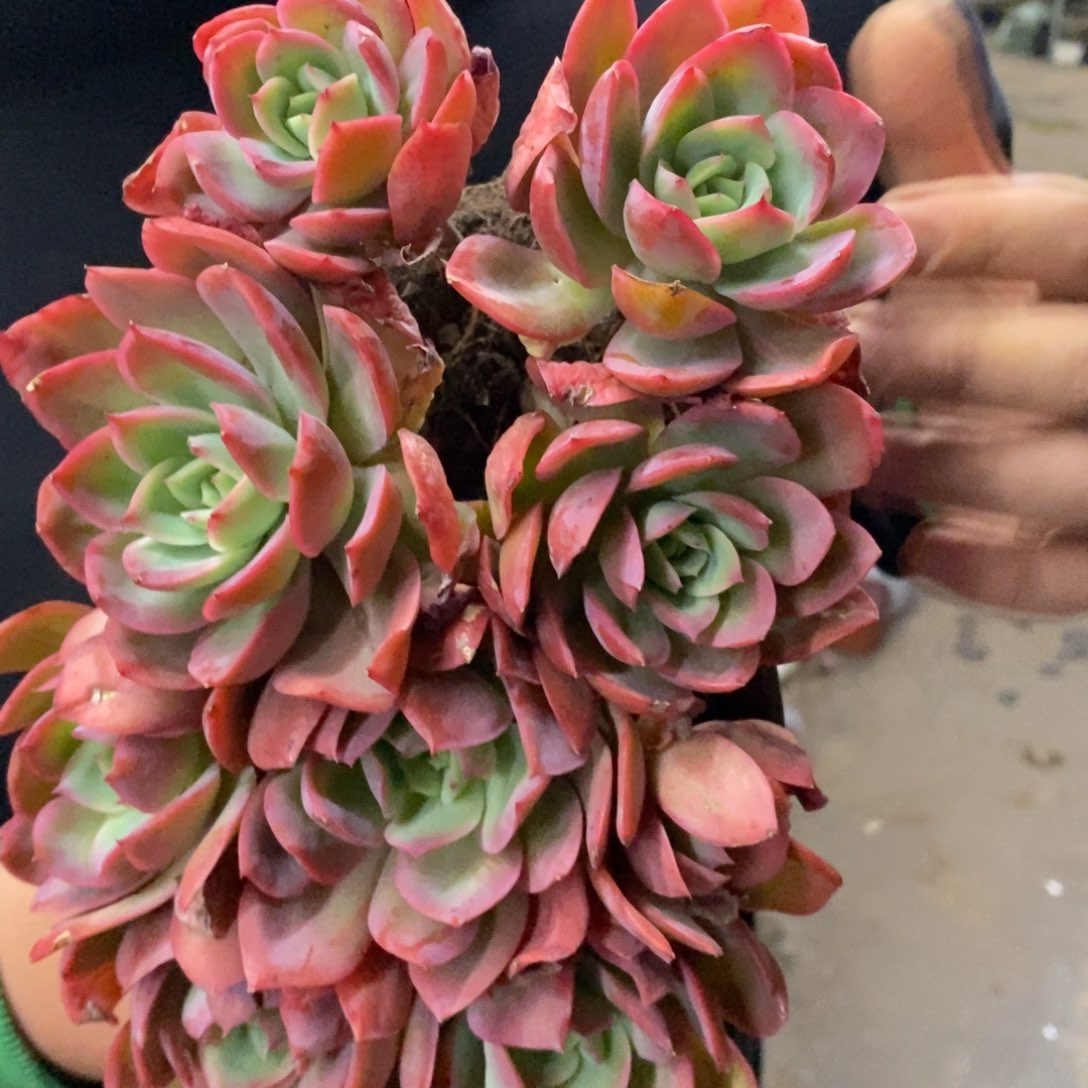 绮罗仙子四头起发两盆