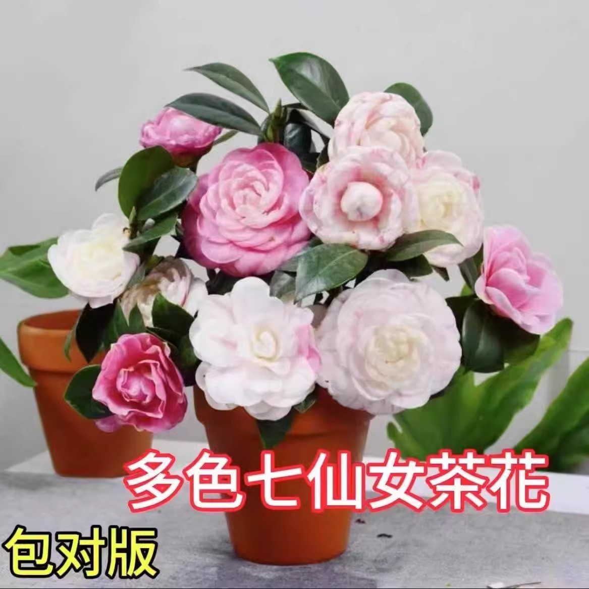 七仙女多色山茶花盆栽带花苞耐寒好养活