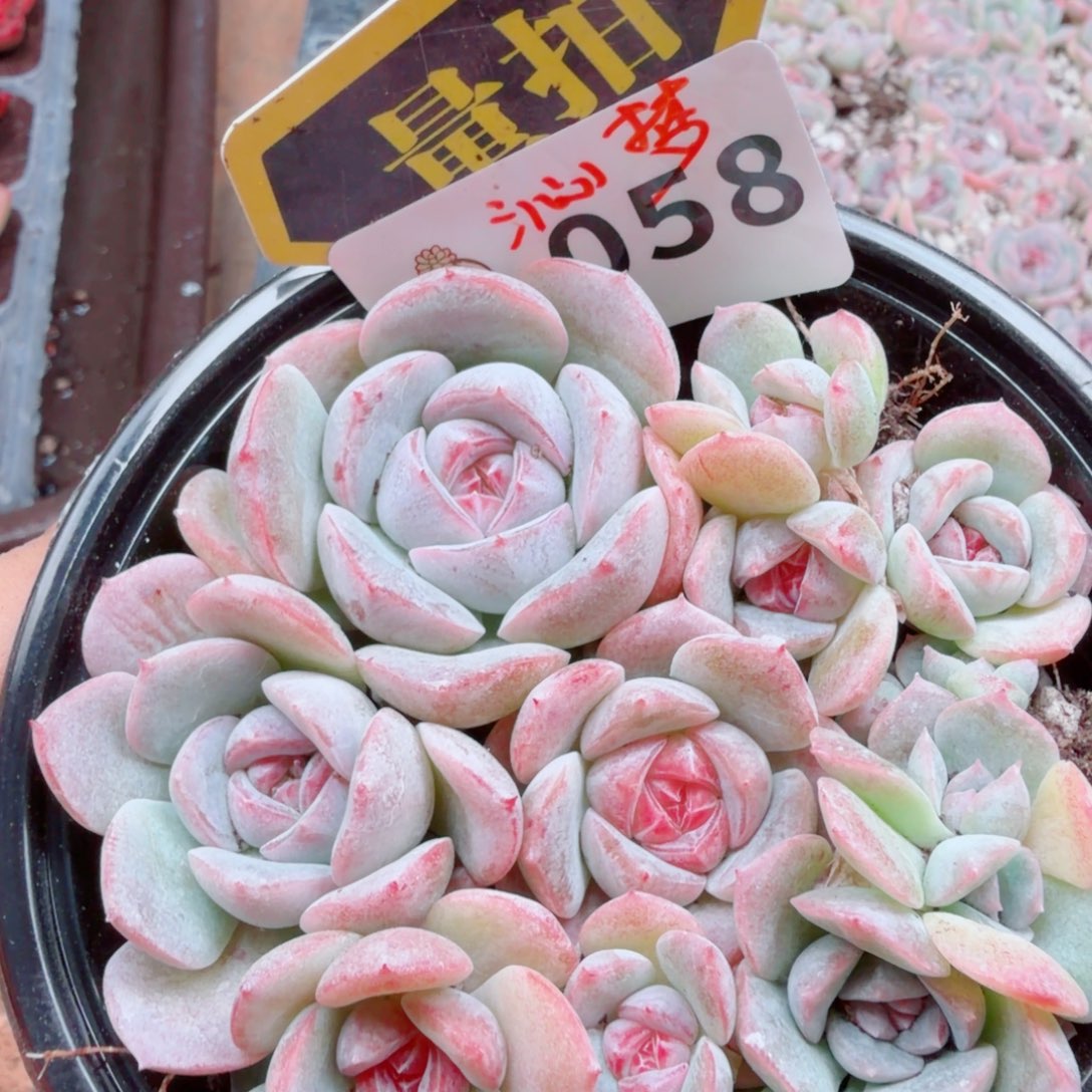 多肉植物多肉植物