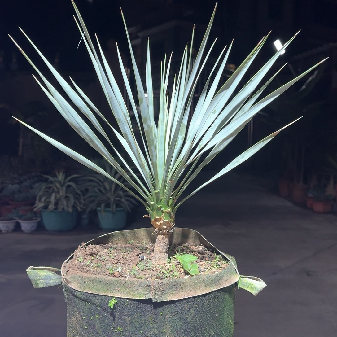 蓝丝兰稻草人一一一