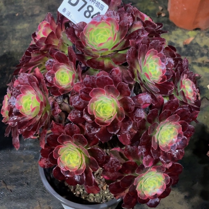 784安娜111111多肉