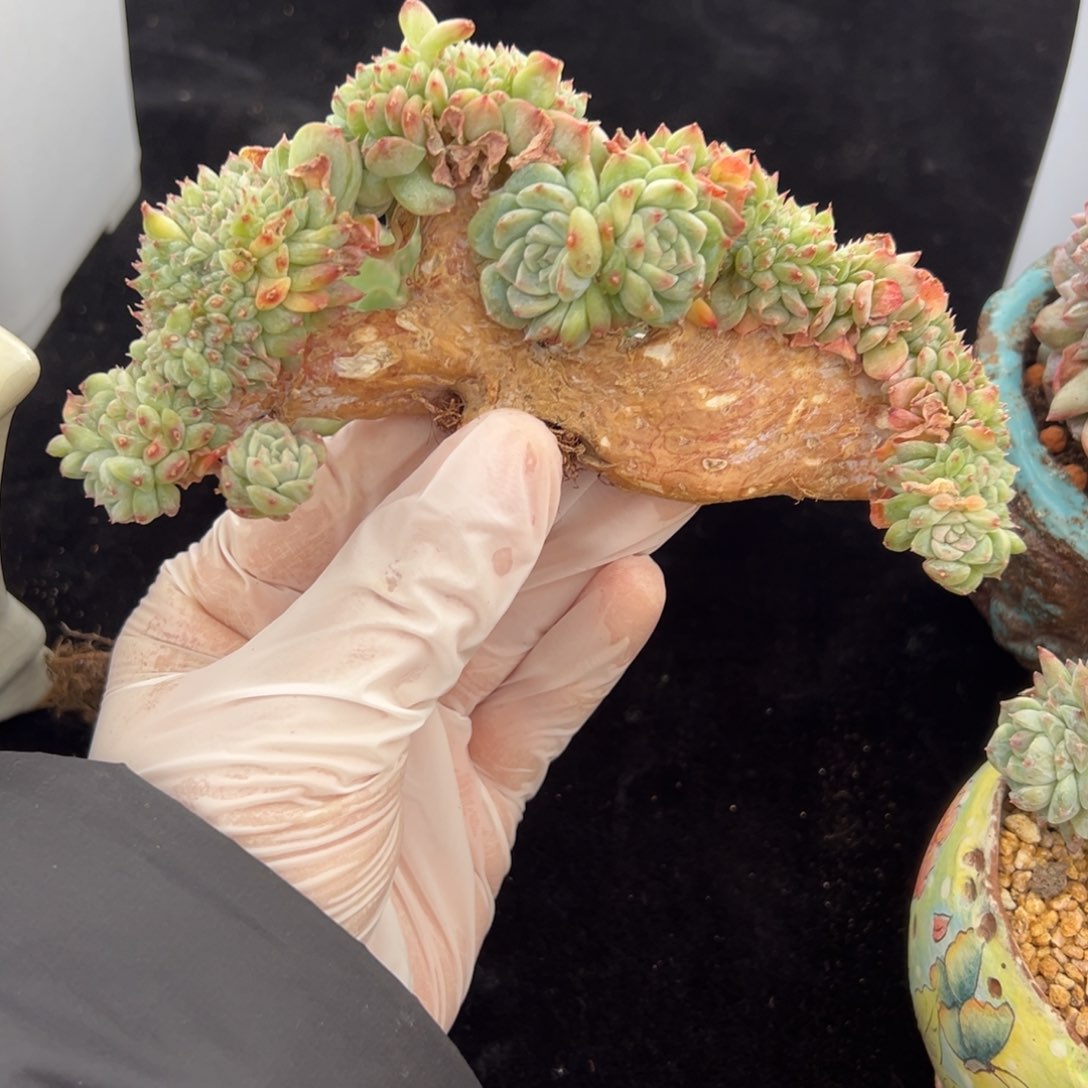 新年快乐 新年快乐 新年快乐