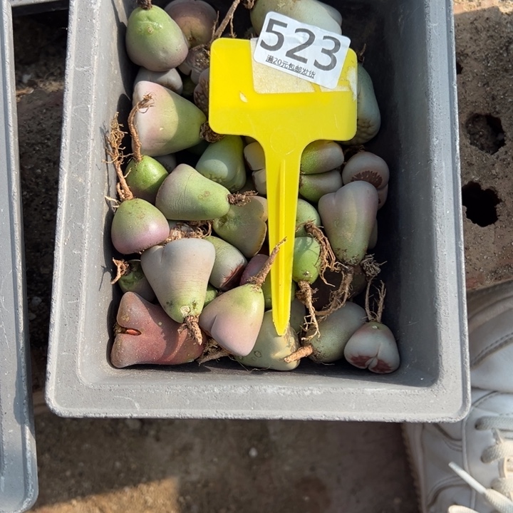 哟***嚯生石的种类繁多等523